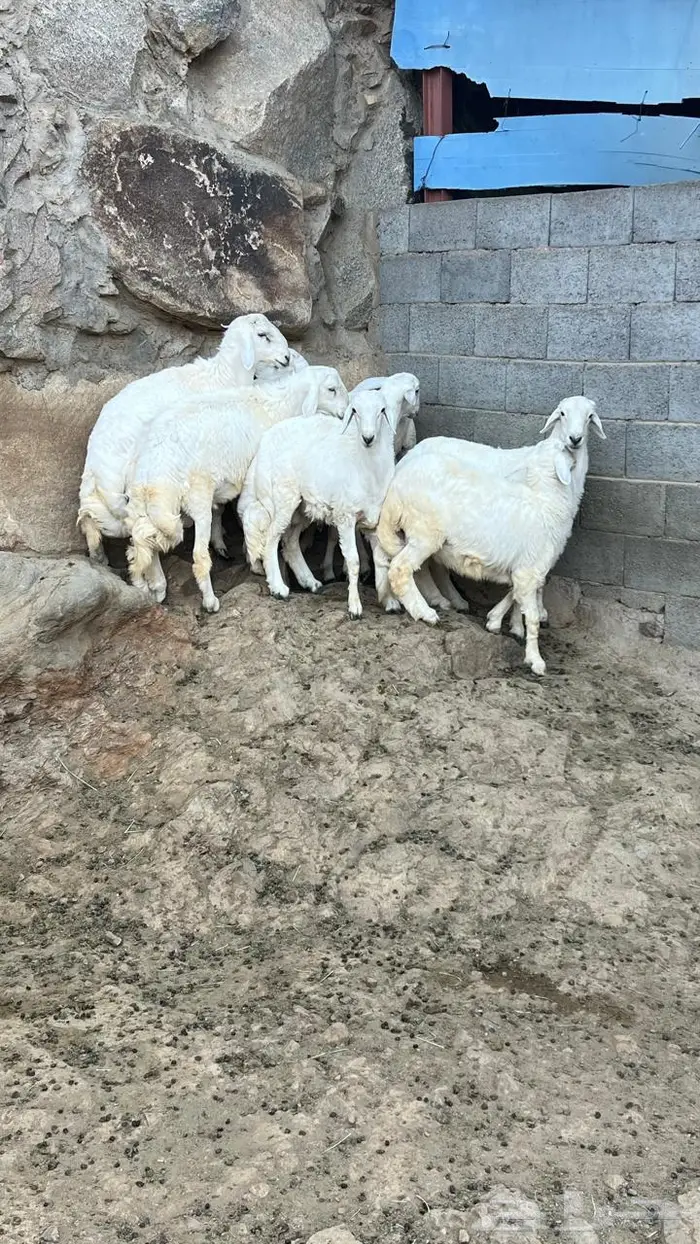 خرفان جبرة 1