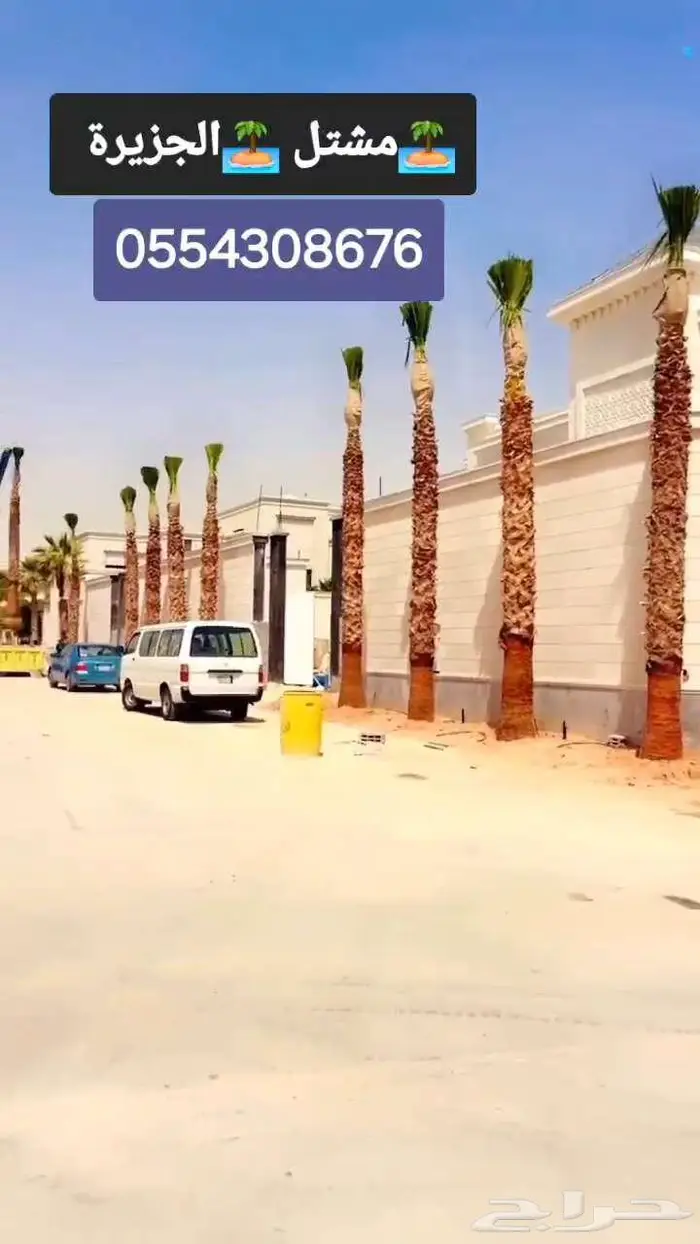 نخل للبيع واشنطن نخل واشنطني زينة 5