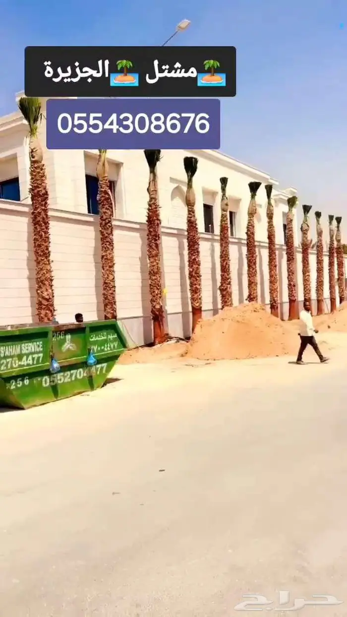 نخل للبيع واشنطن نخل واشنطني زينة 7