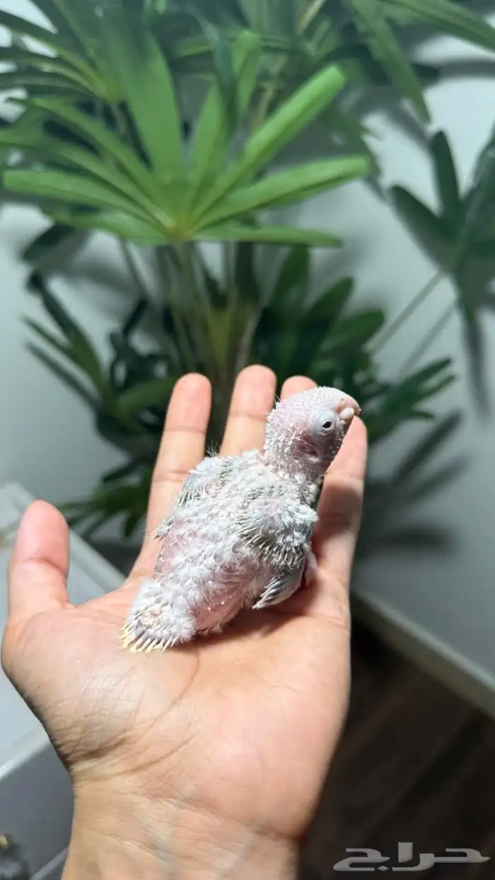 فرخ كنيور مون شيك 0