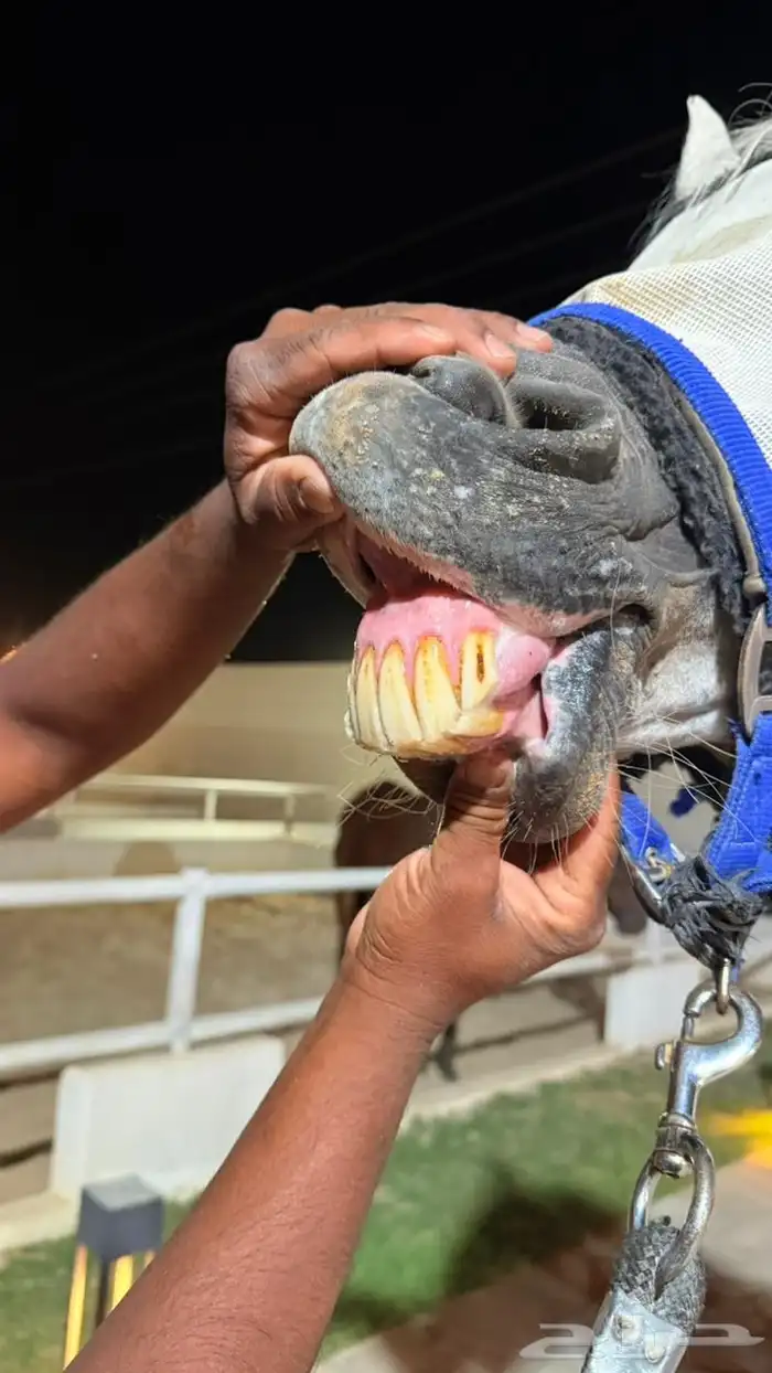 فرس واهو جمال 3