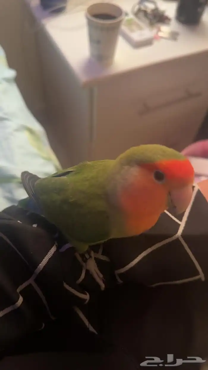 ببغاء روز   كروان 6