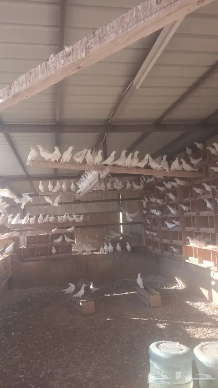 حمام فرنسي 1