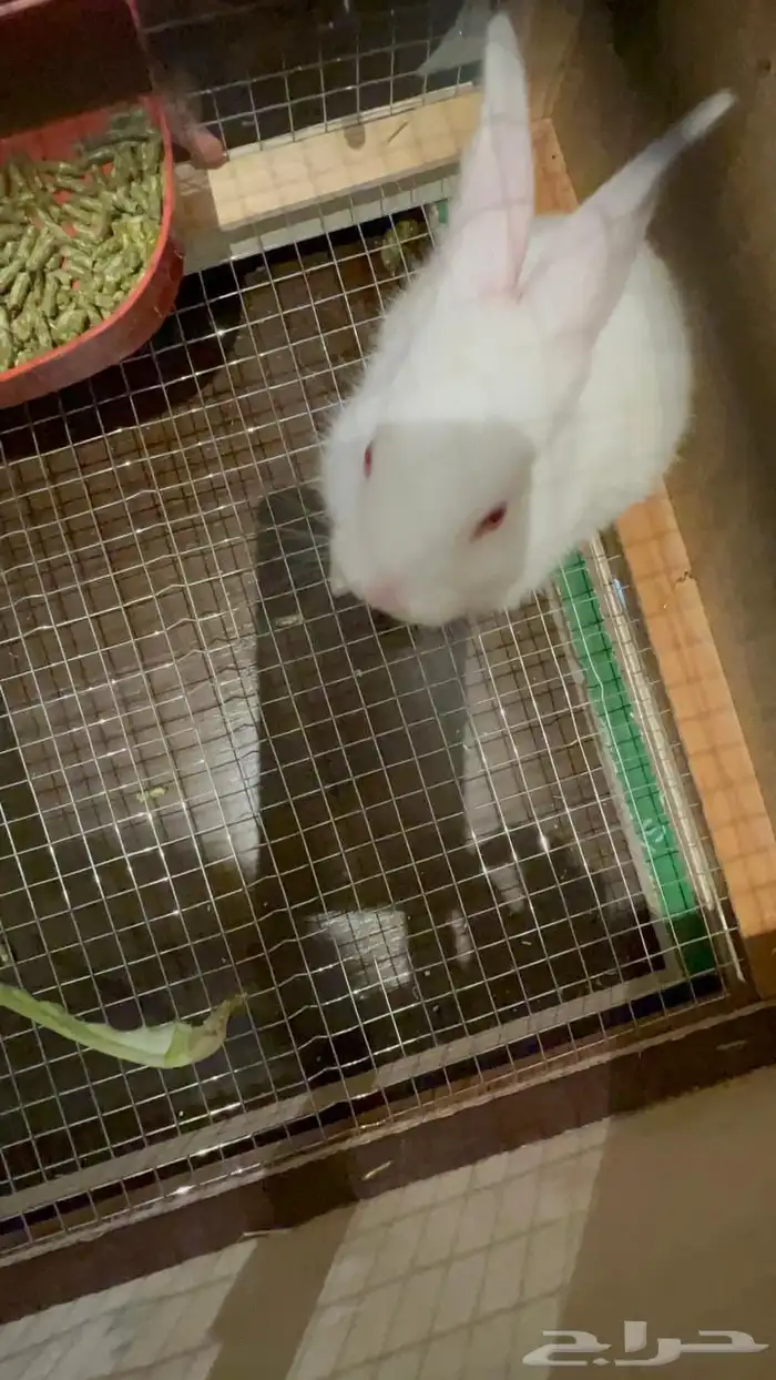 أرنب فرنسي مع قفص للبيع  سعر 100 ريال 1