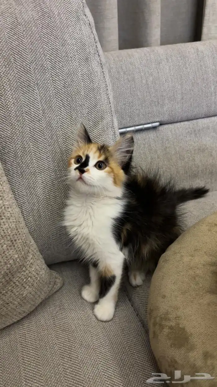 قطط للبيع 1