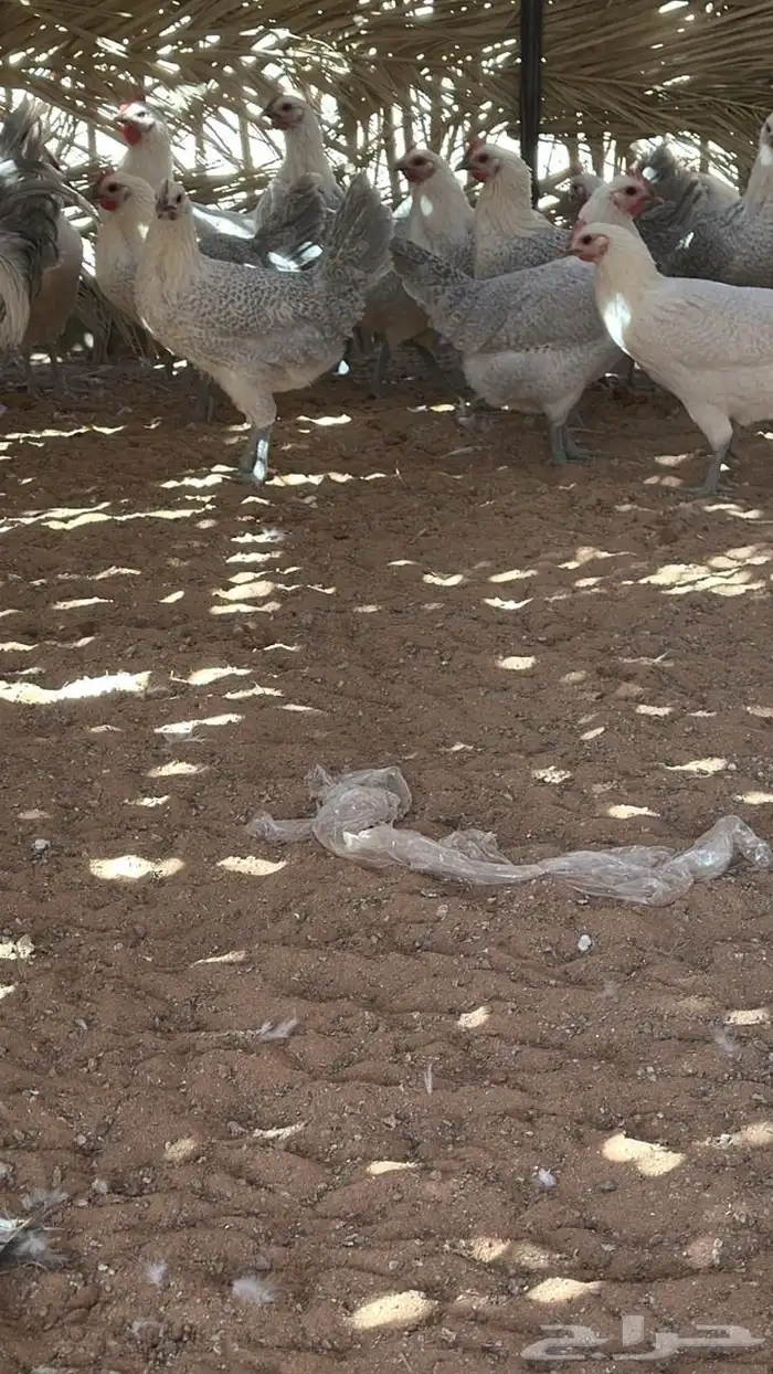 دجاج فيومي المنيوم 2