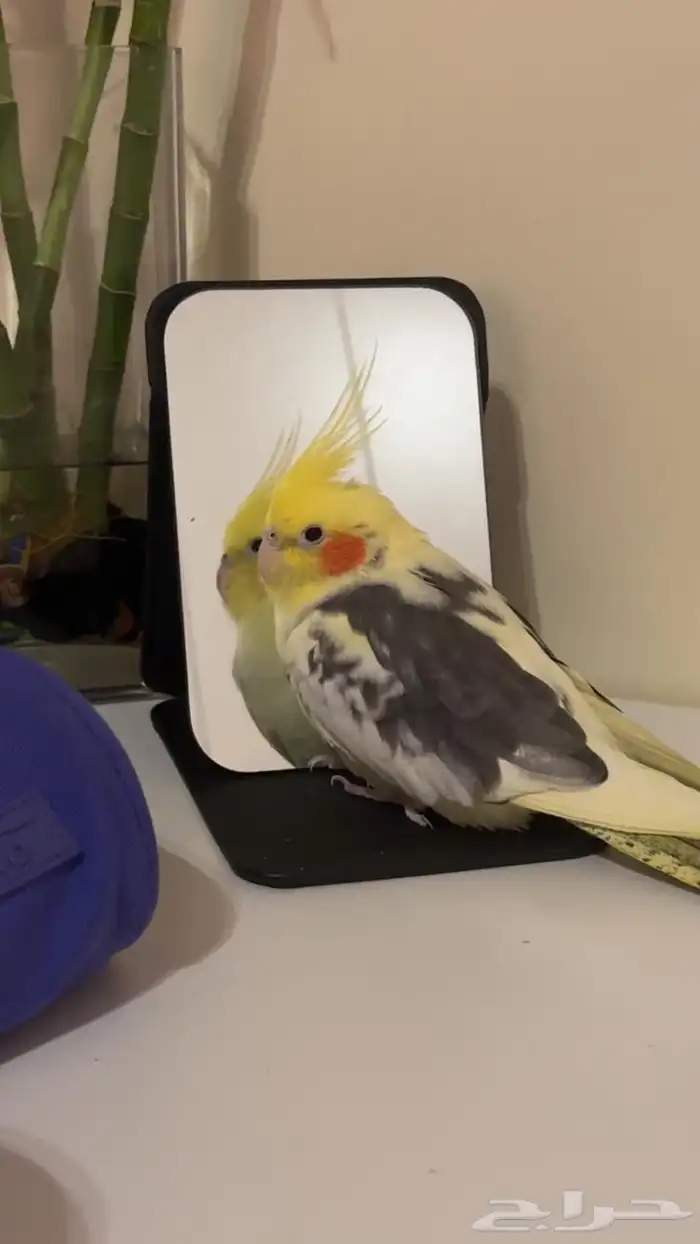 ببغاء روز   كروان 2