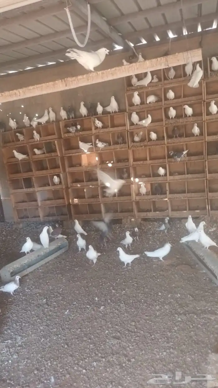 حمام فرنسي 0