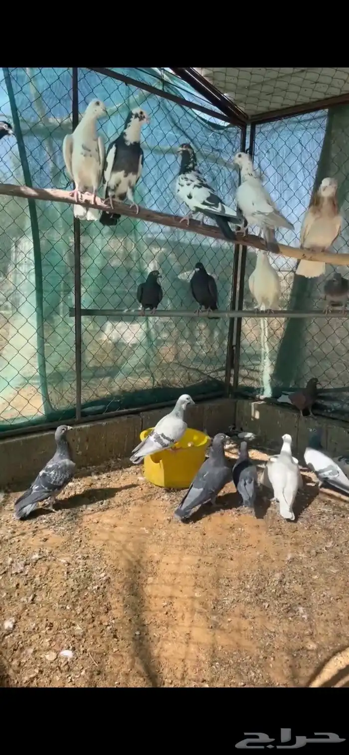 حمام زاجل ازواج 1