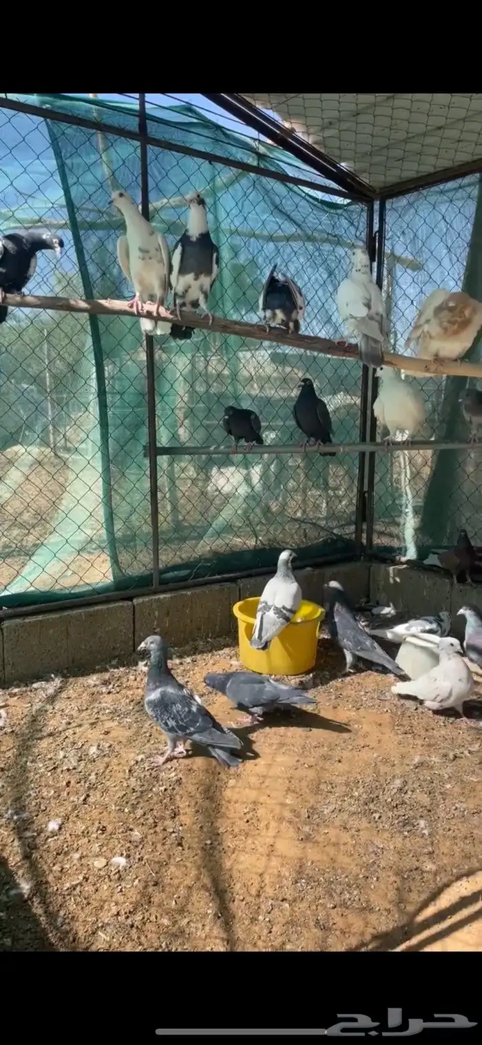 حمام زاجل ازواج 0