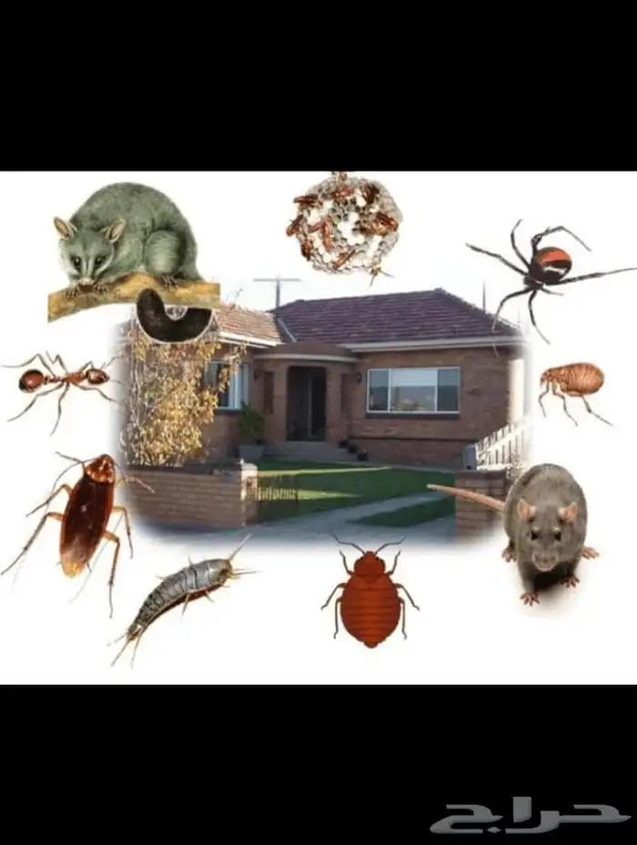 شركة تنظيف منازل وشقق وعمائر وخزانات و فرشات وكنب ومجالس 18