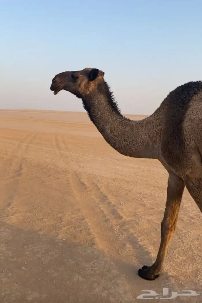 السلام عليكم آبل العدد 0