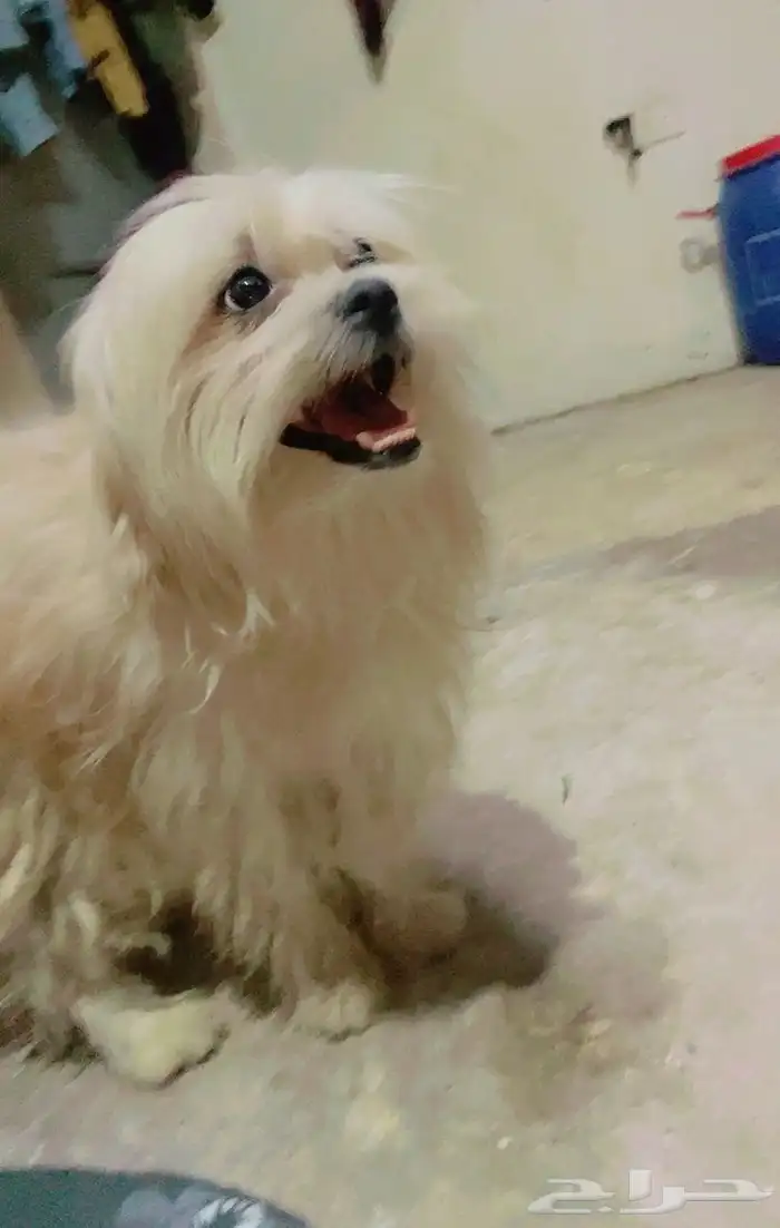 كلب امريكي اليف 1