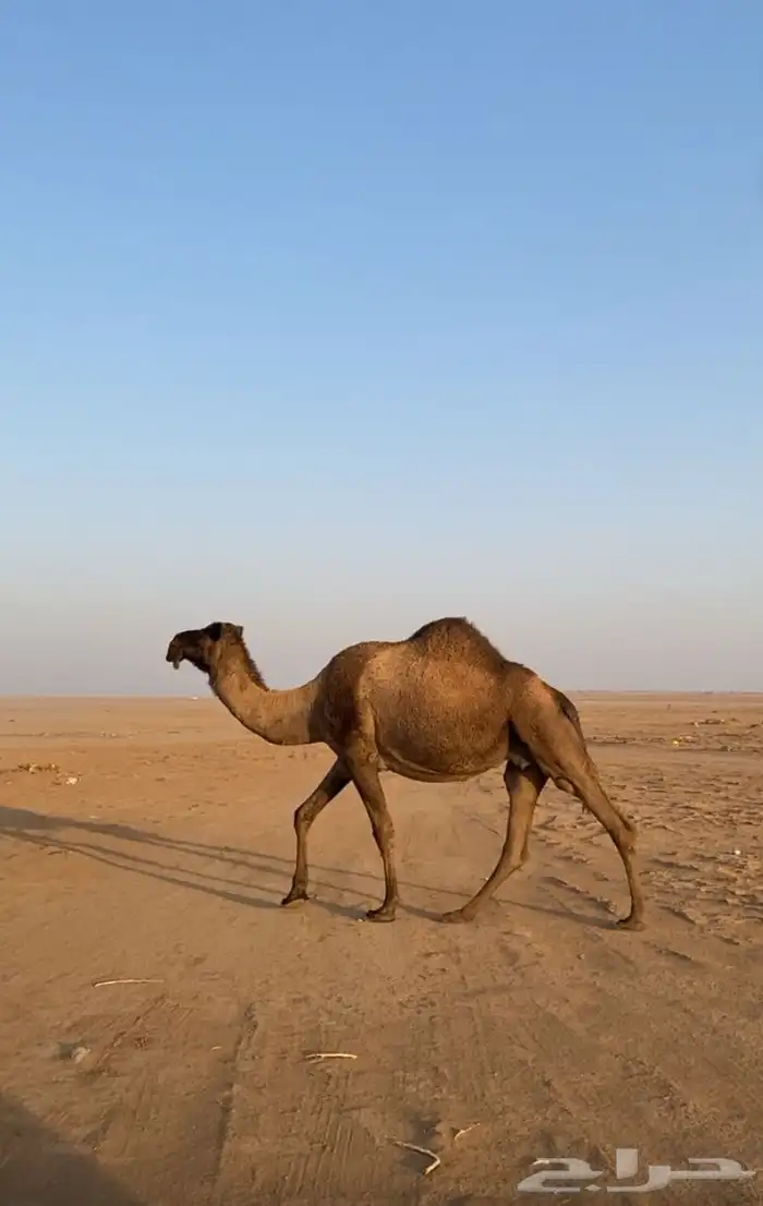 السلام عليكم آبل العدد 5