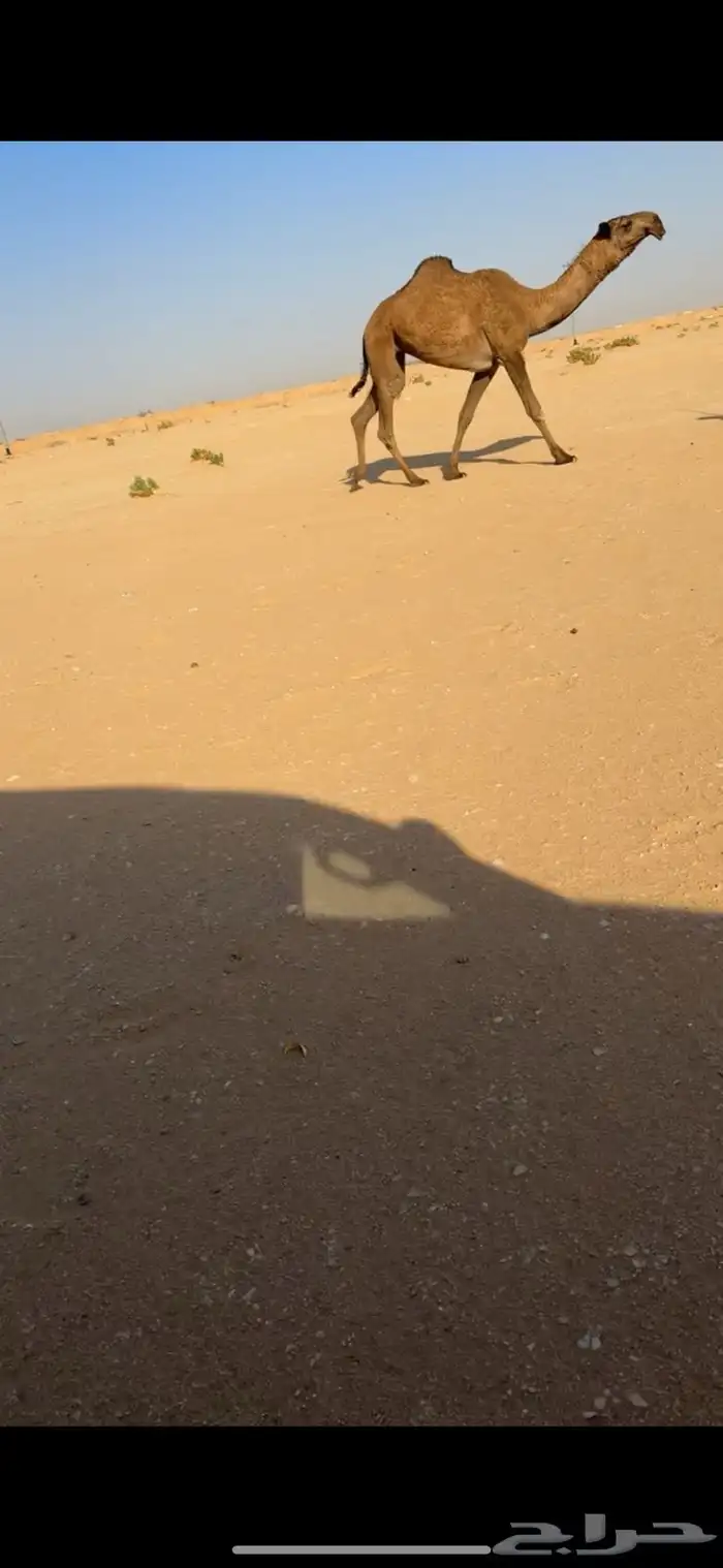 بكره كفو صفرا 0