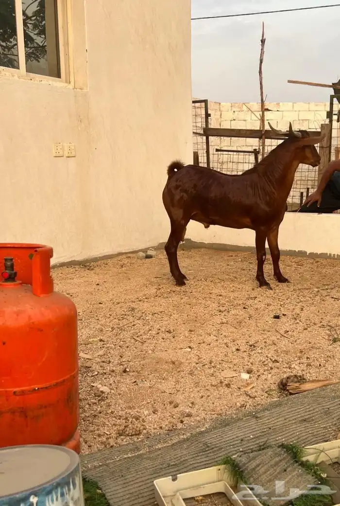 تيس محايلي 1