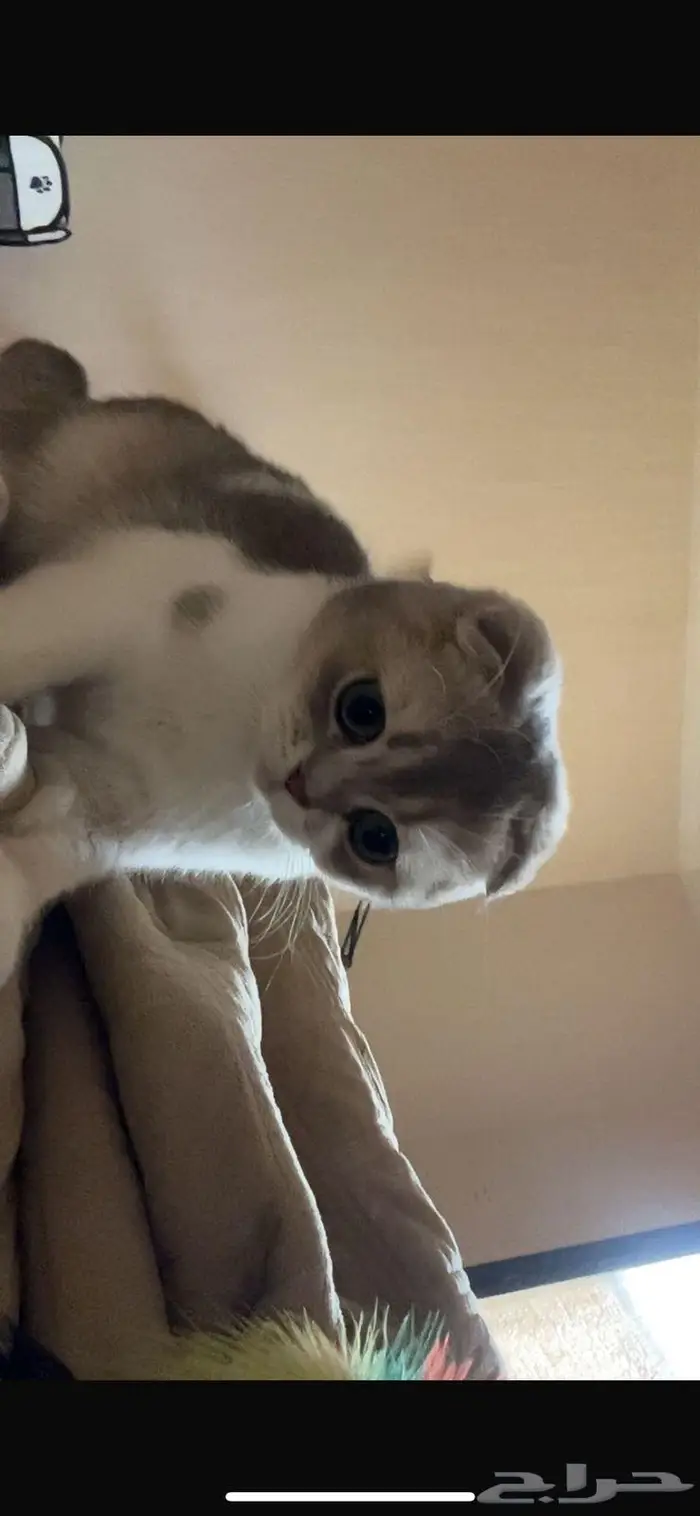 قطط للبيع 3