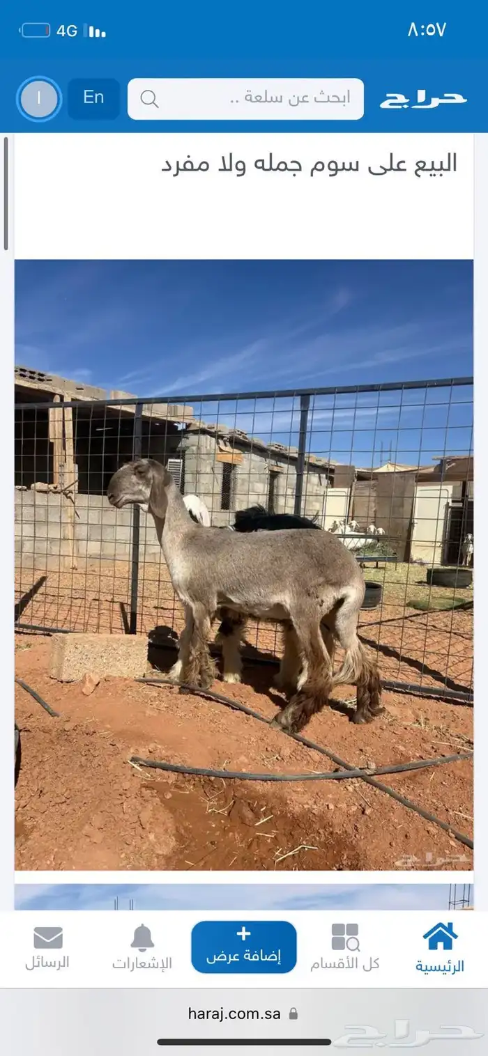 رخل ساكنية 0