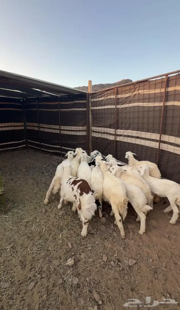 رخال حريات تم البيع 1