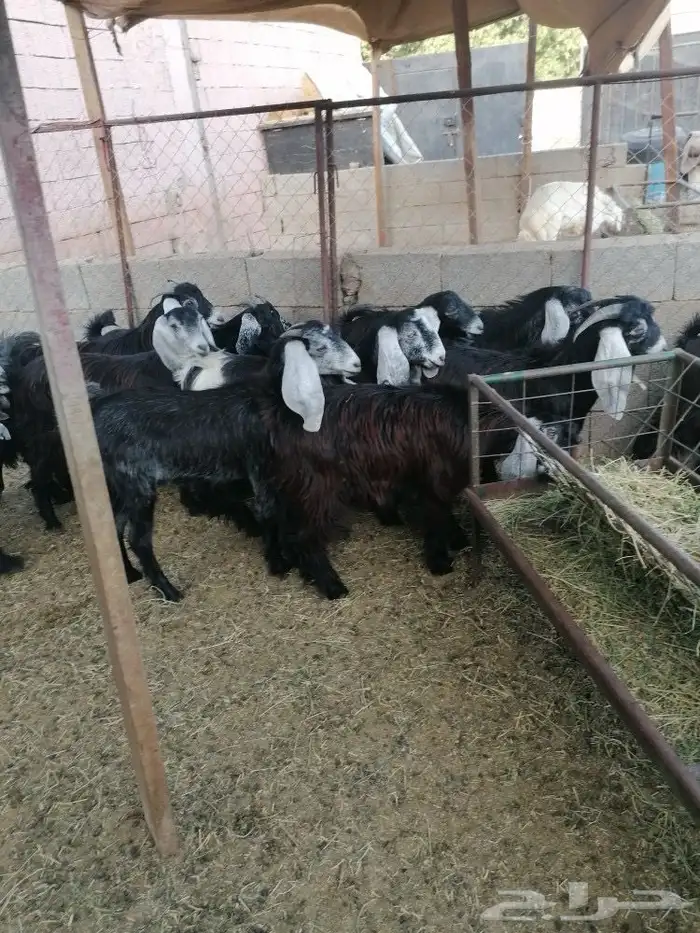 ذبايح طليان ورخال حلال بر ونضيف ويوجد ذبح وتوصيل 2