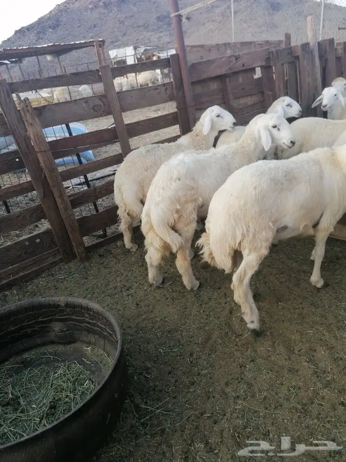 ذبايح طليان ورخال حلال بر ونضيف ويوجد ذبح وتوصيل 4