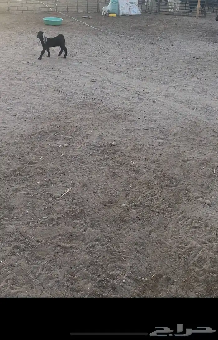 عنز عارضيه مطفل طيبه شبب وروم شرط 6