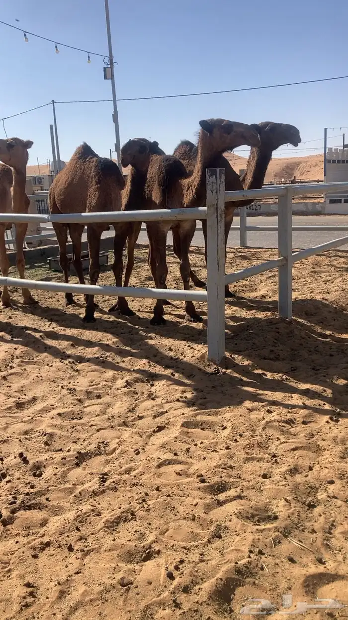 للبيع البكار الكفو 0