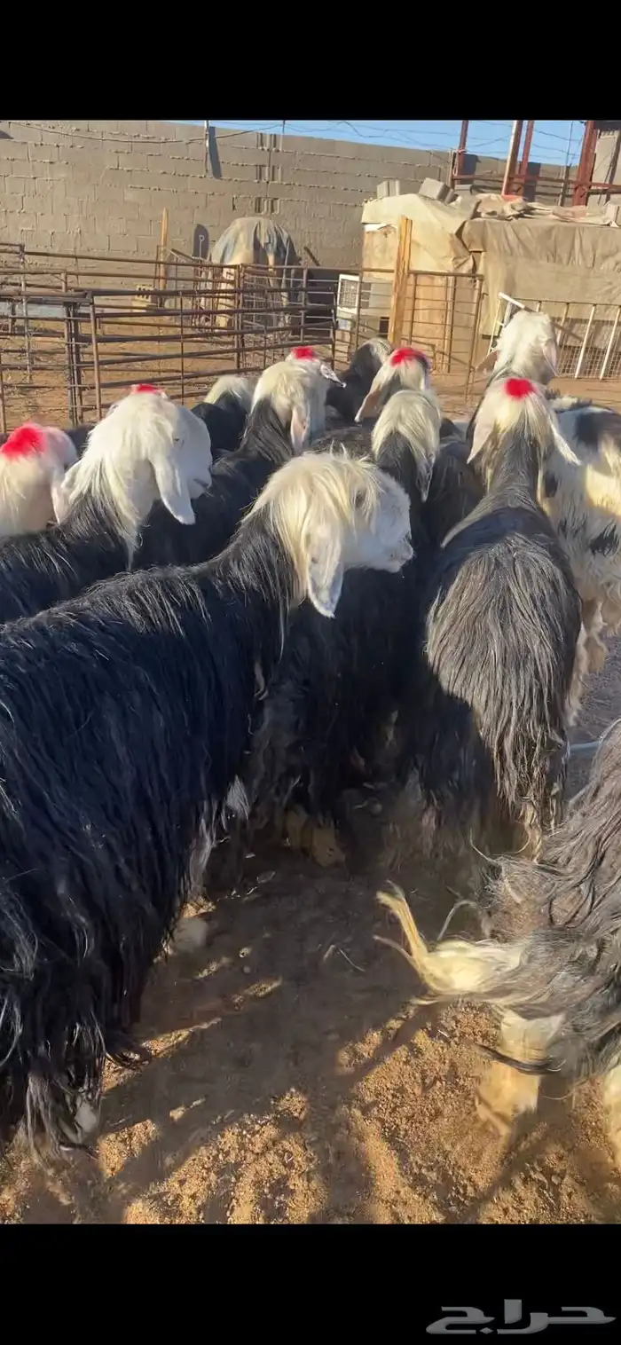 غنم نجد 14بلفحول 2مراح به ضريع 5