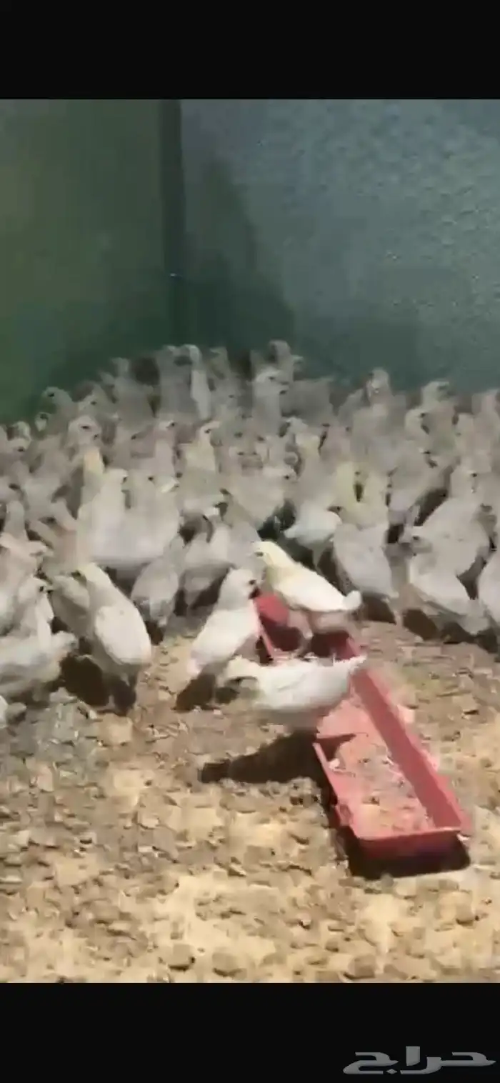 البيع صوص فيومي ألمنيوم 2