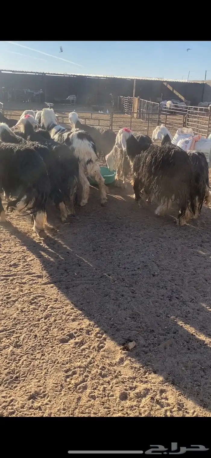 غنم نجد 14بلفحول 2مراح به ضريع 3