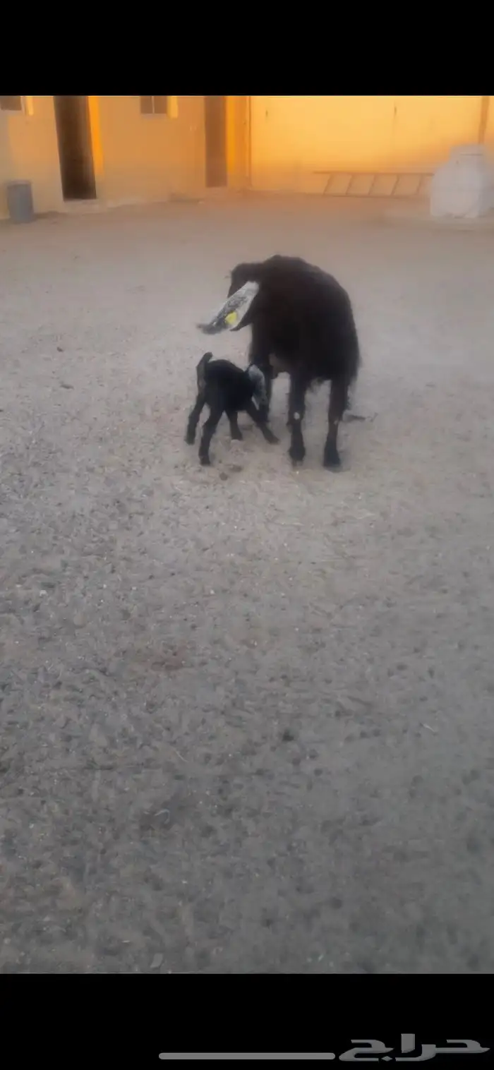 عنز عارضيه مطفل طيبه شبب وروم شرط 2