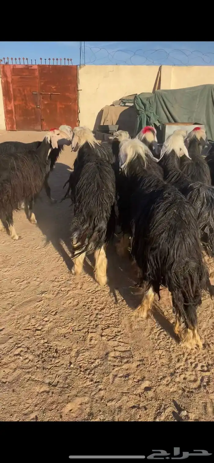 غنم نجد 14بلفحول 2مراح به ضريع 10