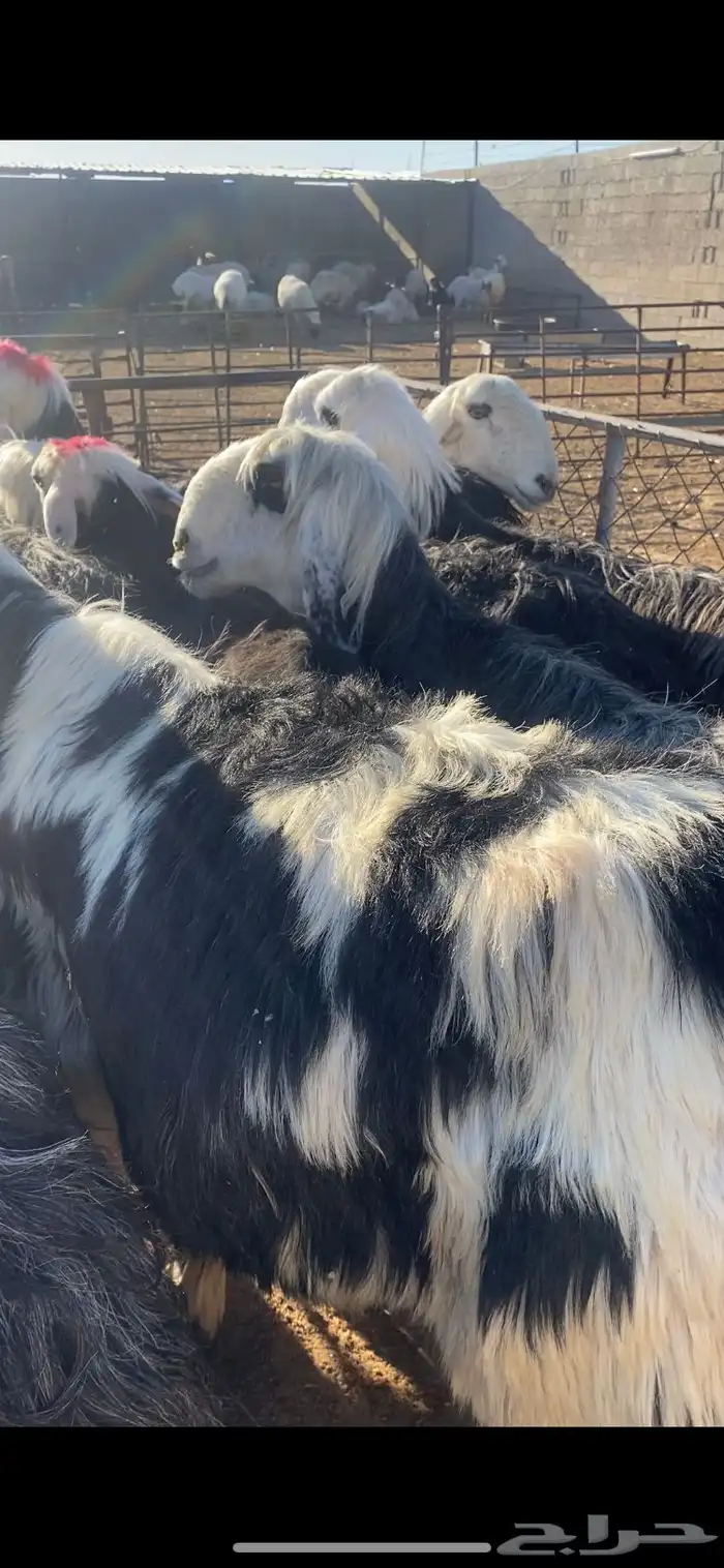 غنم نجد 14بلفحول 2مراح به ضريع 8