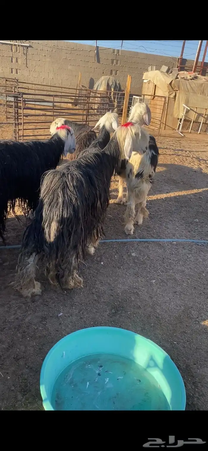 غنم نجد 14بلفحول 2مراح به ضريع 4