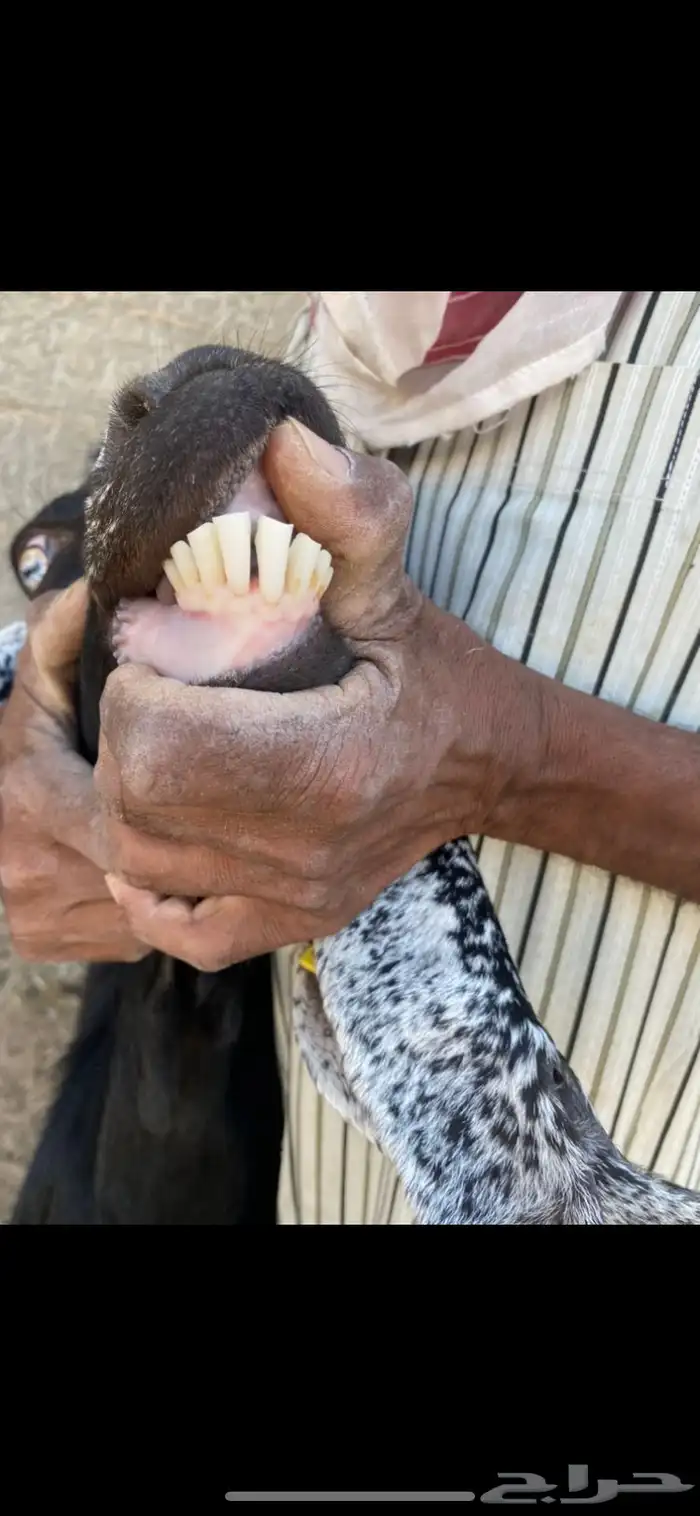 عنز عارضيه مطفل طيبه شبب وروم شرط 3