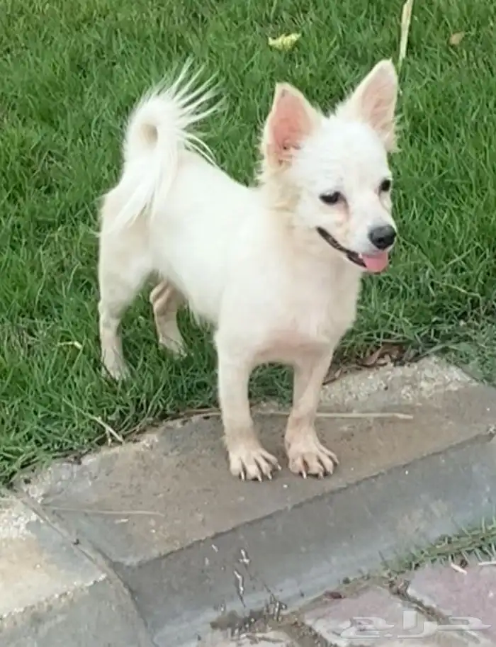 كلب شيواوا للبيع 0