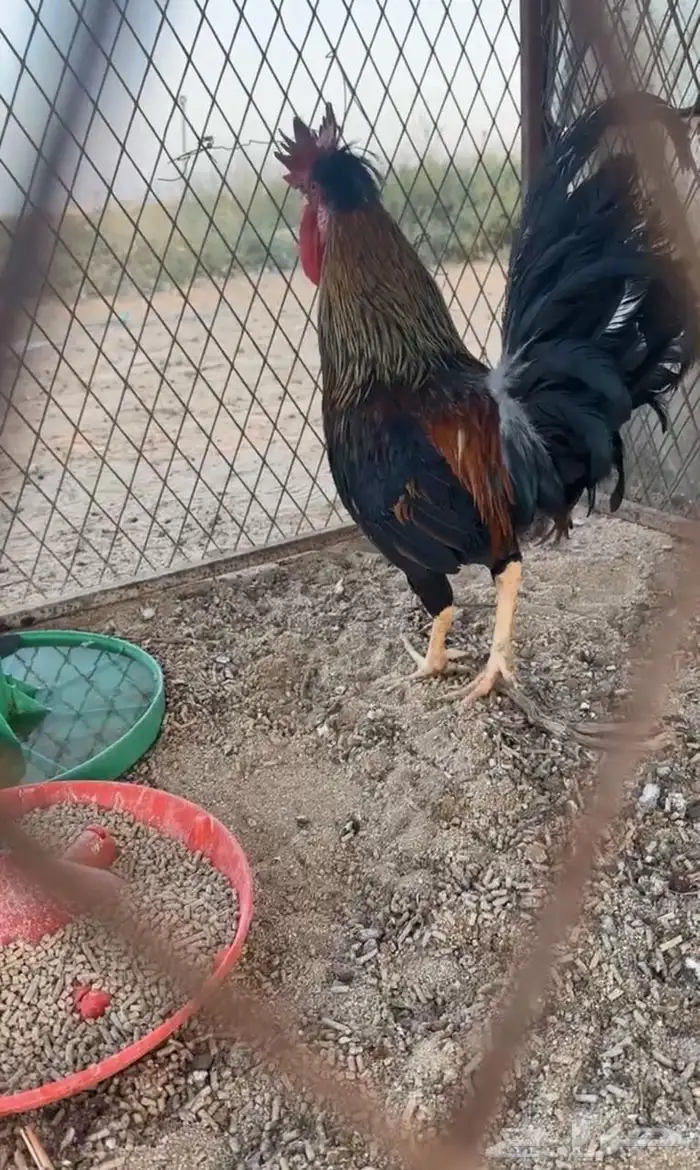 ديك عربي افرق 1