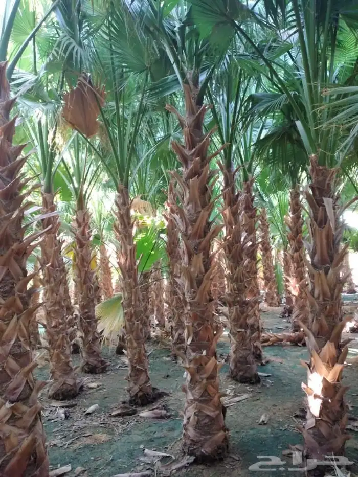 العنوان شقراء 27