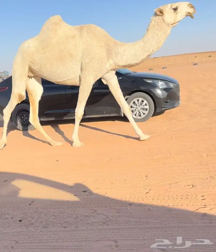 للبيع ضروبه وضحاء كفو 4