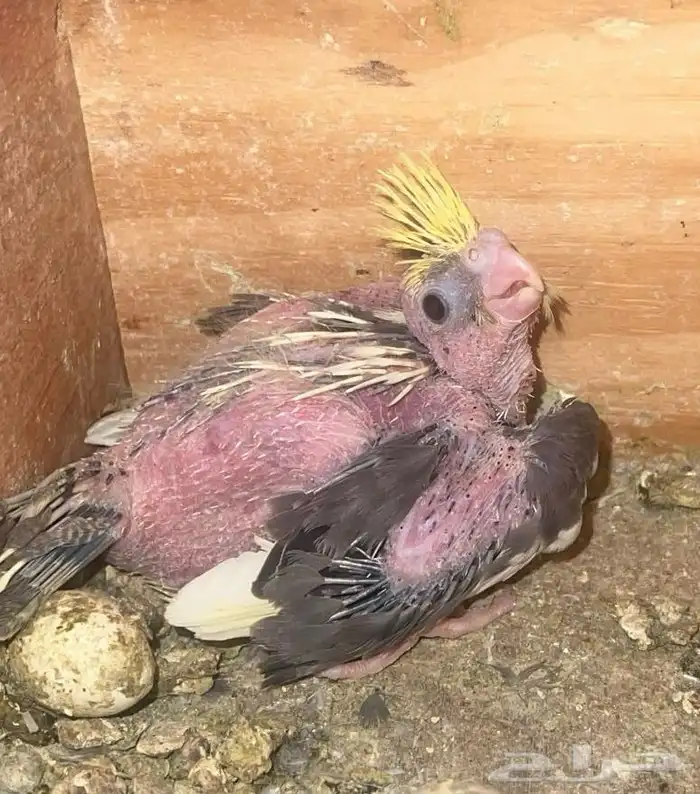 فرخ كروان غر 0