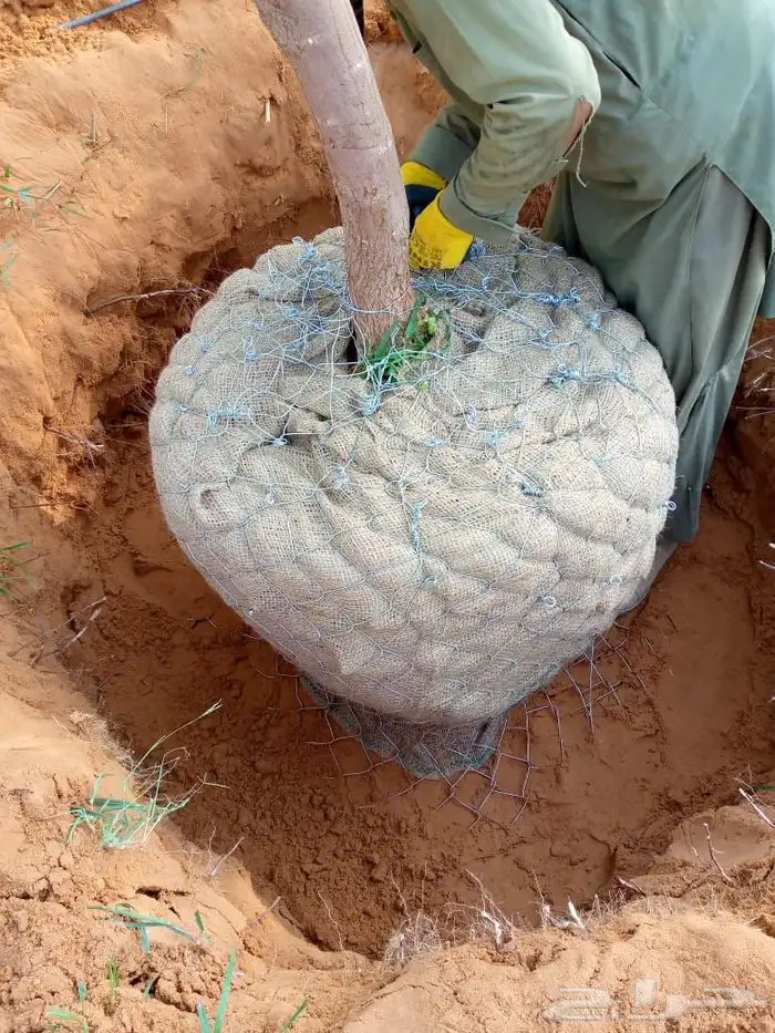 العنوان شقراء 25