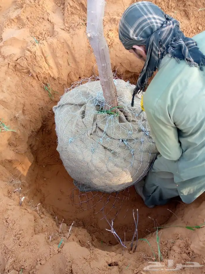 العنوان شقراء 26