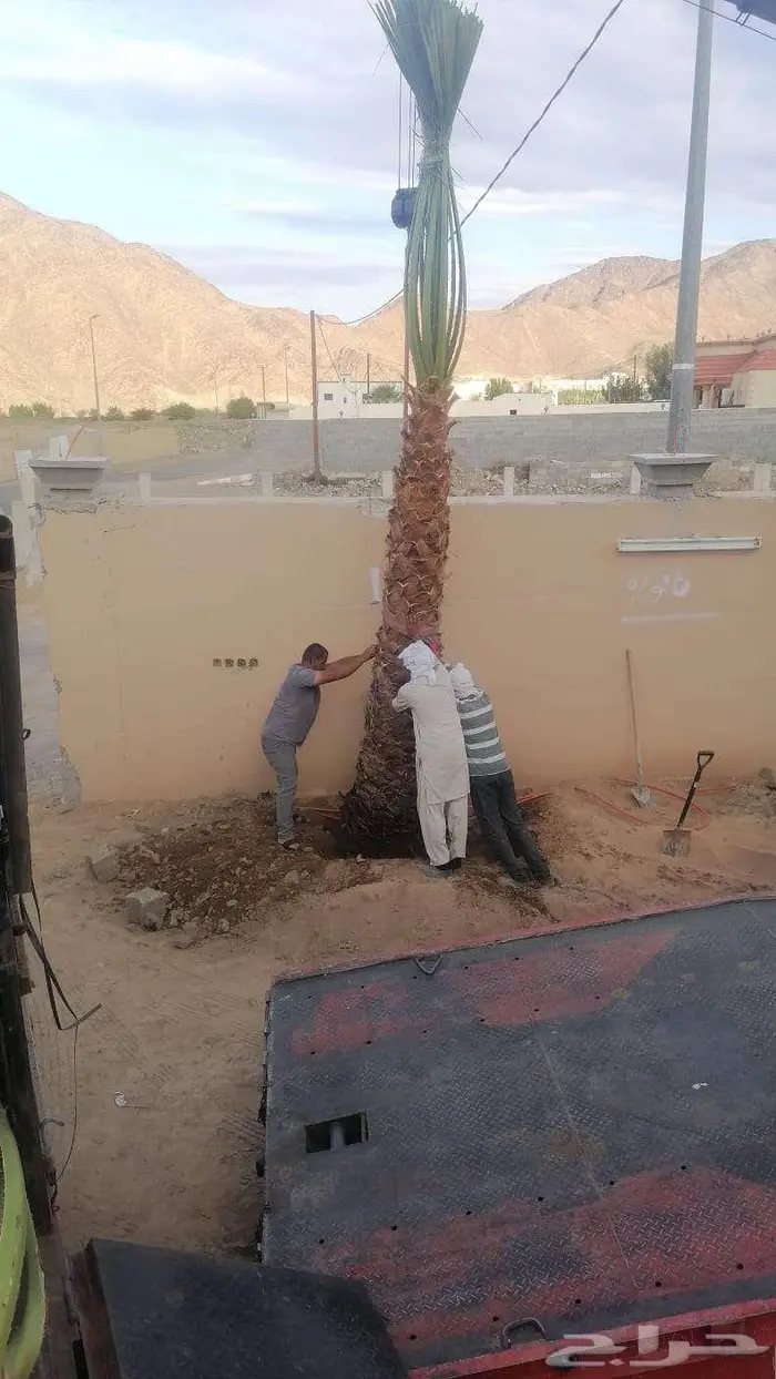 نخل للبيع واشنطن نخل واشنطني زينة 16