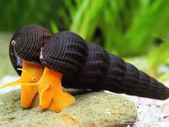 حلزون الأرنب Rabbit Snail ونباتات مائية 0