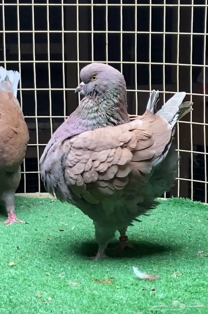 زوج مودينا 1