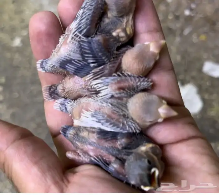 فروخ جاوا كل الالوان 0