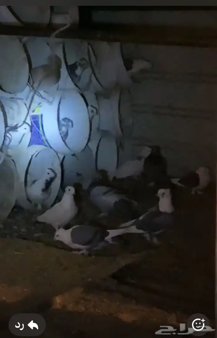 حمام كرمي وحب رمن الشراي 2