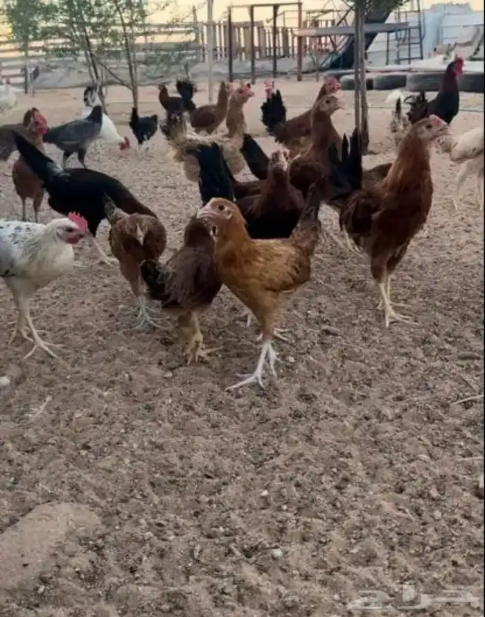 صوص دجاج العدد45 0