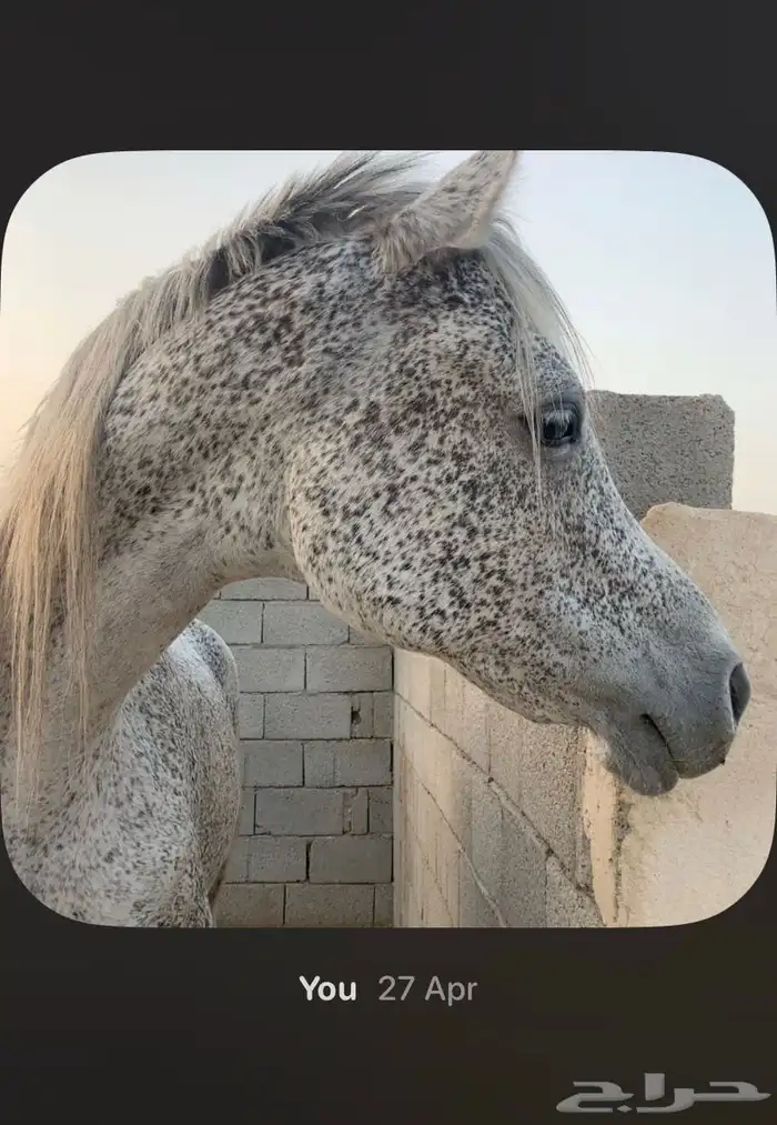 حصان مكس للبيع 7