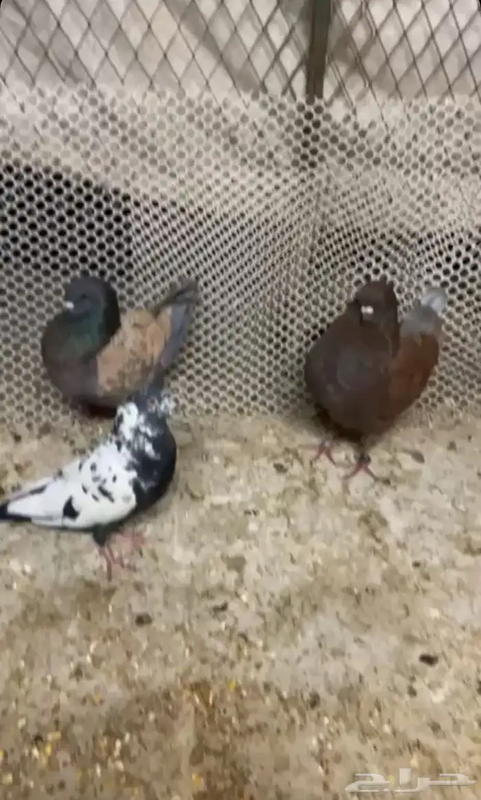 حمام كنق البيع 0